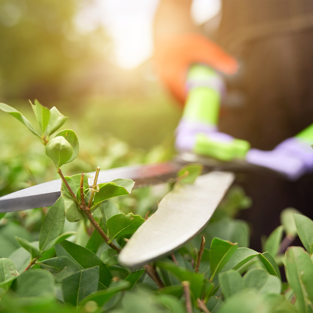 Brush removal service